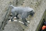 PICTURES/Tower of London/t_Zoo Baboon3.JPG